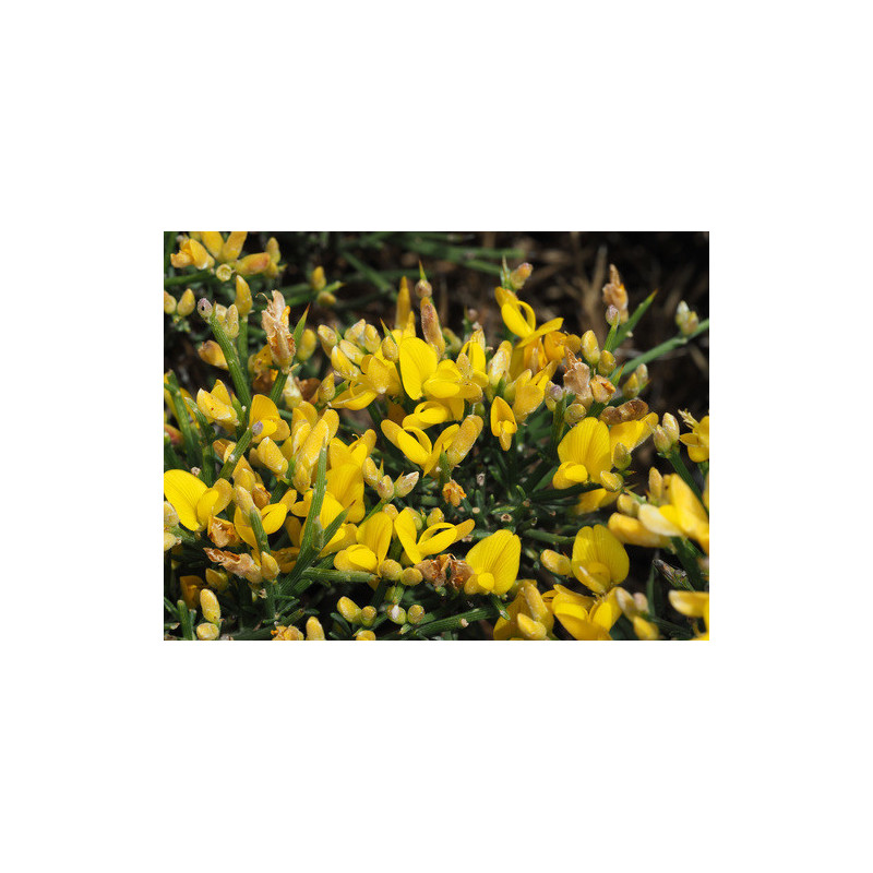 Genista acanthoclada