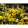 Genista acanthoclada