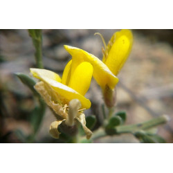 Genista albida