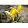 Genista albida