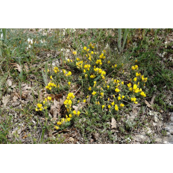 Genista albida