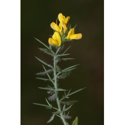 Genista anatolica