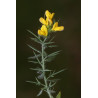 Genista anatolica