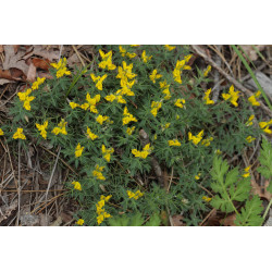 Genista anatolica