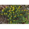 Genista anatolica