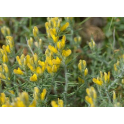Genista anatolica