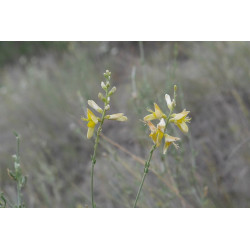 Genista aucheri