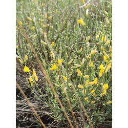Genista aucheri