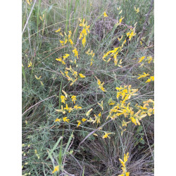 Genista aucheri