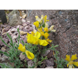 Genista involucrata