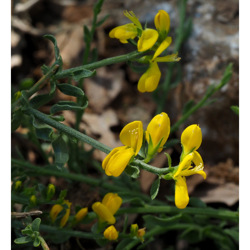 Genista libanotica