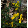 Genista libanotica