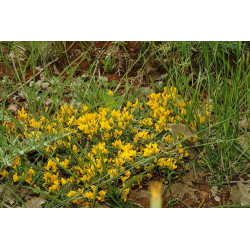 Genista libanotica