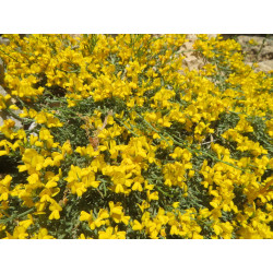 Genista libanotica