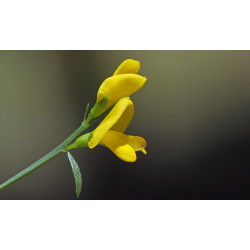 Genista lydia