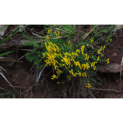 Genista lydia