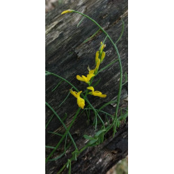 Genista carinalis