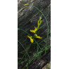 Genista carinalis