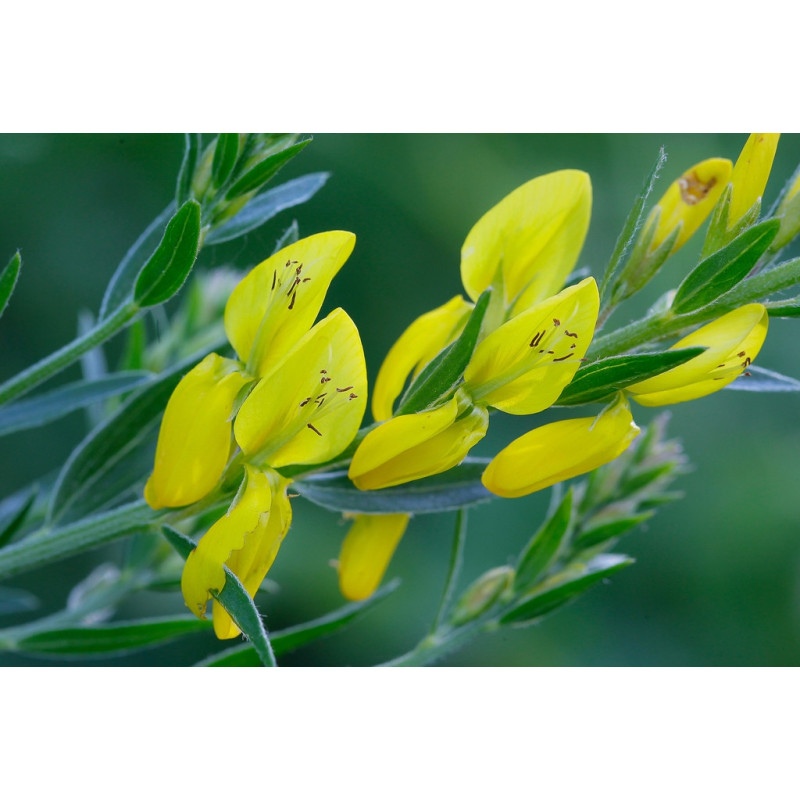 Genista tinctoria