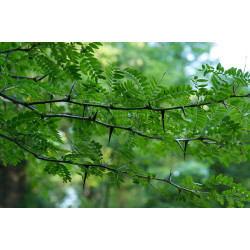 Gleditschia triacanthos