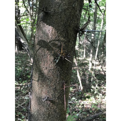 Gleditschia triacanthos