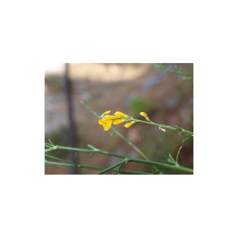 Gonocytisus angulatus