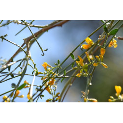 Gonocytisus angulatus