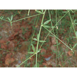 Gonocytisus angulatus