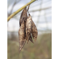 Gonocytisus angulatus