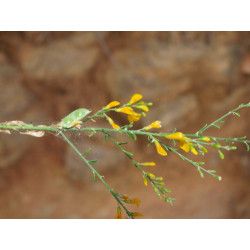 Gonocytisus angulatus