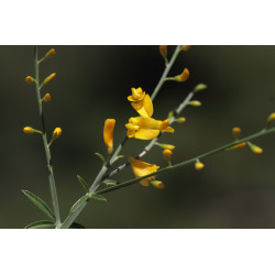 Gonocytisus pterocladus