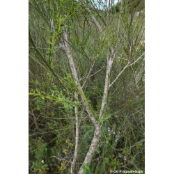 Gonocytisus pterocladus