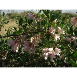 Halimodendron halodendron