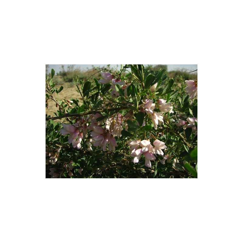 Halimodendron halodendron