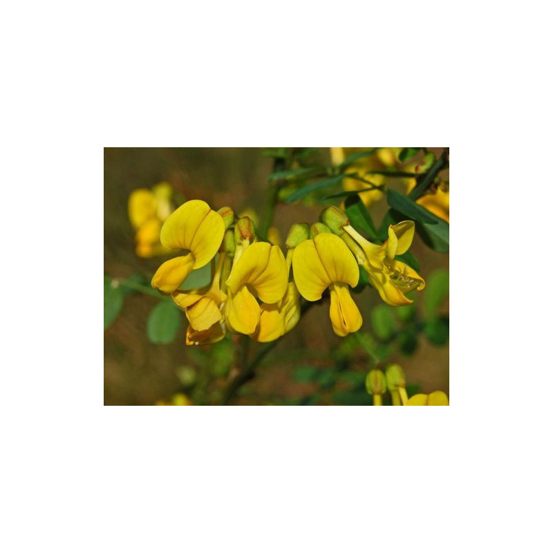 Hippocrepis emerus