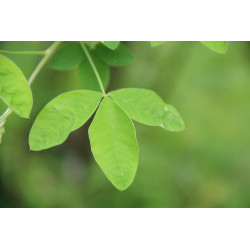 Laburnum anagyrioides