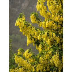 Laburnum anagyrioides