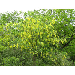 Laburnum anagyrioides