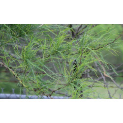 Parkinsonia aculeata