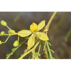 Parkinsonia aculeata