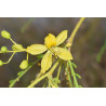Parkinsonia aculeata
