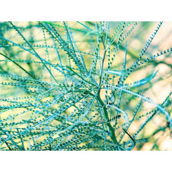 Parkinsonia aculeata