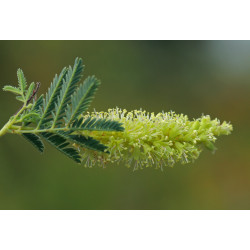 Prosopis fracta