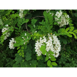 Robinia pseudo-acacia