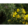 Ulex europaeus