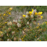 Ulex europaeus