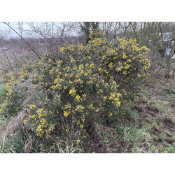 Ulex europaeus
