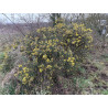 Ulex europaeus