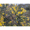 Ulex europaeus