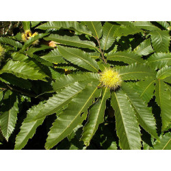 Castanea sativa